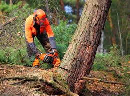 How Our Tree Care Process Works  in Beacon Square, FL